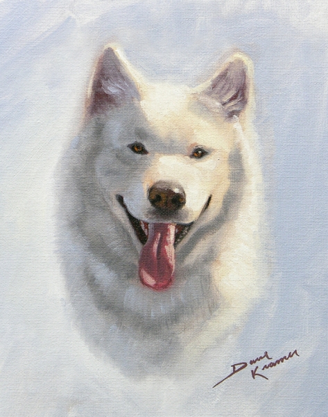 Portrait of a White Husky
